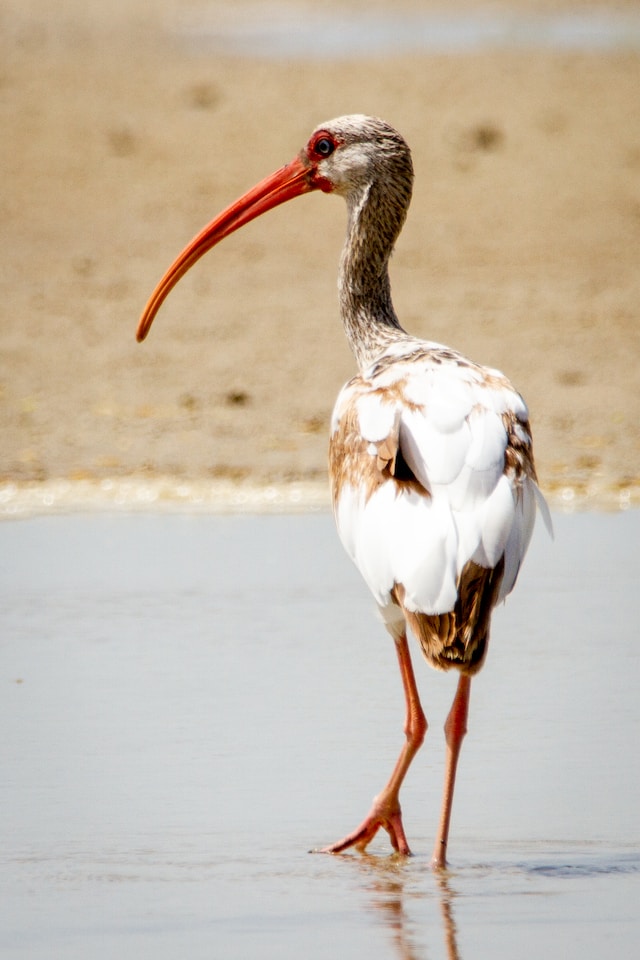 The plural of ibis is ibises or ibis